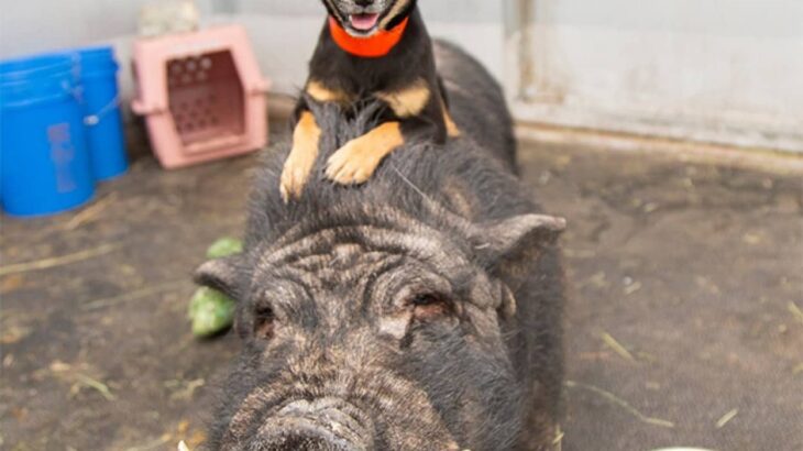 切り離せない仲だった。大親友の犬と豚、ティモンとプンバァが保護され、一緒に新たな生活がはじまる