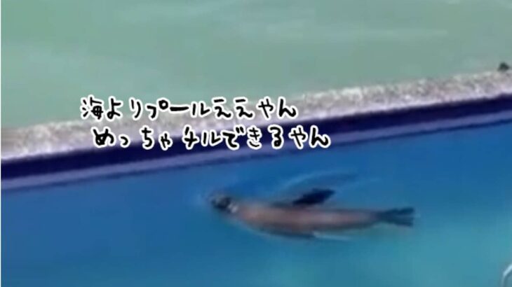 海よりええやん、めっちゃチルできるやん。プールで泳ぎビーチチェアを奪い取るアシカ