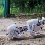 災害現場で生存者を探し出すために開発されたドブネズミ型ロボット