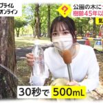 【富山】公園の木に「謎の怪現象」…樹齢45年以上、一体なぜ？