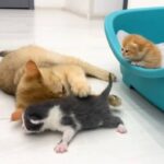 ゆっくりでいいから、歩いてみるニャ！お母さん猫、養子に迎えた保護子猫にあんよを教える