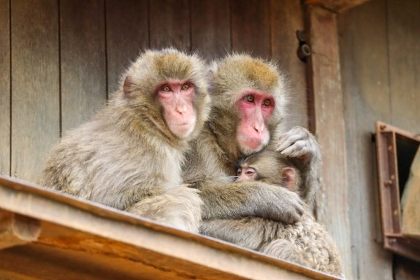 ボルネオで見つかった｢謎のサル｣、ガチでヤバいやつだった・・・(画像ｱﾘ)