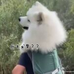 遭遇したら二度見するやつ。恐怖の犬男？