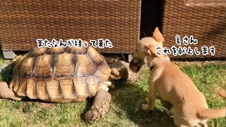 尻尾ぎゅんぎゅん物語。亀が大好きすぎて貢物を欠かさない犬