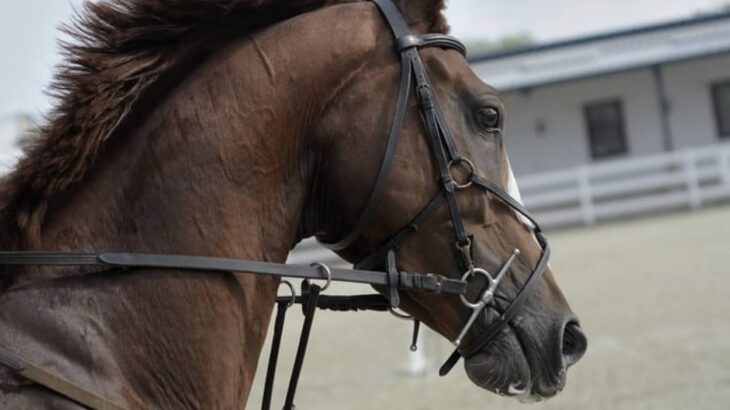 生徒が馬で登校したら、校長が全て面倒をみなければならない。モンタナ州の法律により忙殺された校長