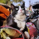 野良猫が旅する男性にロックオン。一緒にバイクで世界中を旅する冒険猫に