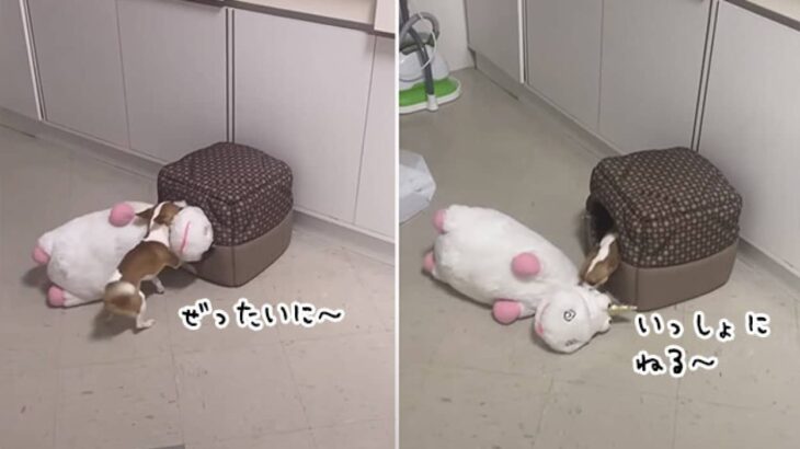 それ絶対ムリなやつ。ぬいぐるみと一緒に寝たかった犬のがんばり