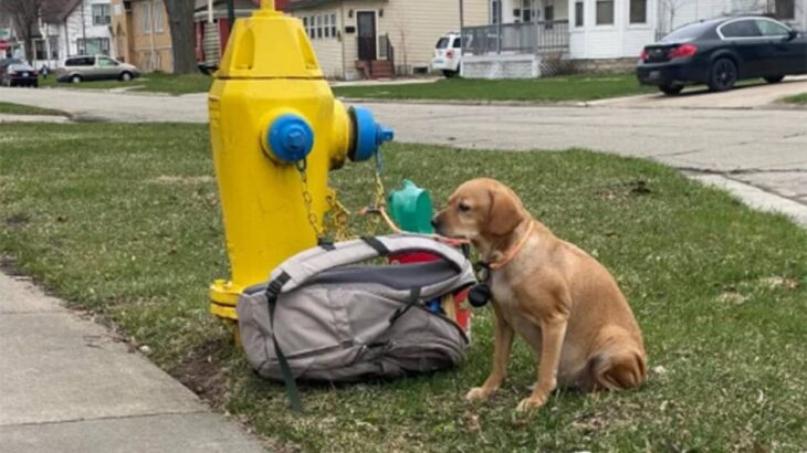 消火栓に繋がれていた犬。その横には犬の好きなものが詰め込まれたリュックとメモ書きが残されていた