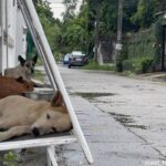 野良犬を地域犬に。再利用した看板で簡易式の避難所を設置し雨や猛暑から守る取り組み