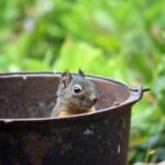 赤ちゃんリスを保護。何度も野生に返そうとしたが結局戻ってきてしまい永遠の家族に