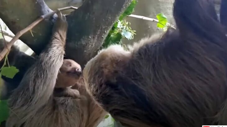 初めて我が子に対面するナマケモノのお父さん、鼻先にやさしくキス