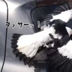 上空からヒーロー現る！車をはい回る巨大グモを一撃必殺（※蜘蛛出演中）