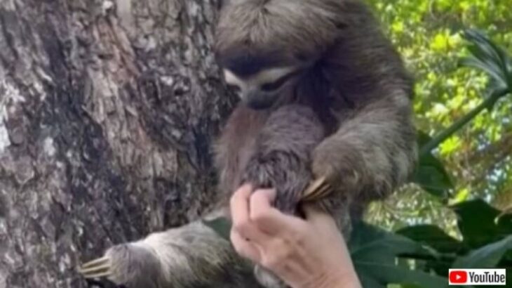 なんて優しいしぐさなんだ！木から落ちたナマケモノの赤ちゃん、無事にお母さんと再会する