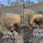 ひとりで全部できたよ！子犬がじゃがいも植えのお手伝い