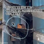 攻撃を受けた建物に1か月取り残されていたウクライナの猫、ついに救出