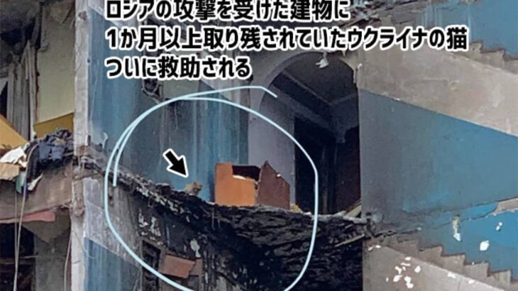 攻撃を受けた建物に1か月取り残されていたウクライナの猫、ついに救出