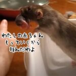 うちの子全員任せたわよ！飼い主の腕の中に赤ちゃんを運ぶネズミ