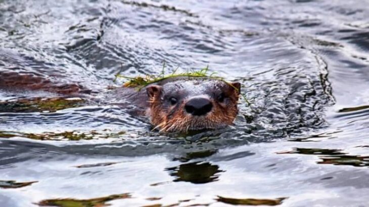 戻って来た！絶滅したはずのカワウソが発見される、証拠映像がとらえられる