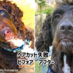 落ち着きのない犬のヘアカットビフォア・アフター