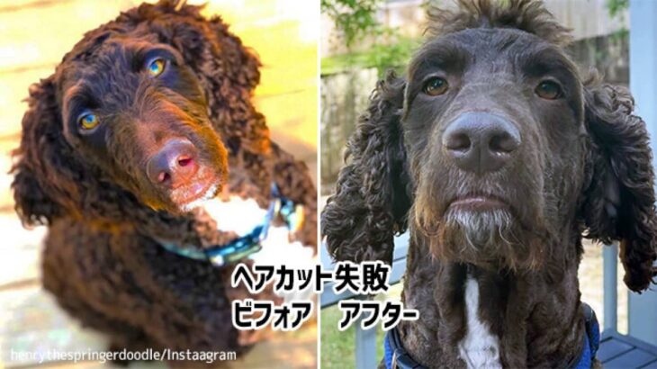 落ち着きのない犬のヘアカットビフォア・アフター