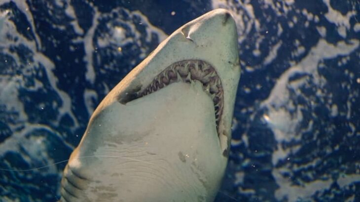 サメ大量発生中！フロリダ州当局が、海岸近くに数百匹のサメが集まっている映像を公開し注意を促す