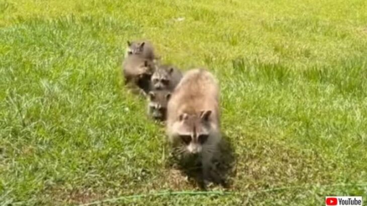 野生動物のお世話をしていた住人から家を購入した女性、その伝統を守っていたら、アライグマが可愛い子供たちを見せにやって来た！