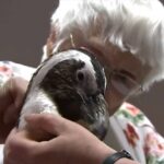 「ペンギンと触れ合いたい」104歳のおばあさんの生涯の夢が叶う瞬間