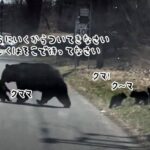 クマの母さんはてんてこまい！4匹の子グマの道路横断は一筋縄ではいかなかった