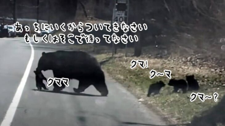 クマの母さんはてんてこまい！4匹の子グマの道路横断は一筋縄ではいかなかった