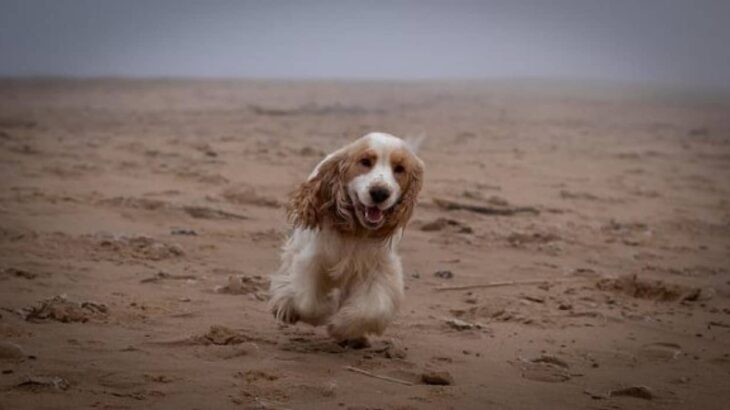 目の見えない老犬が飼い主に全力で喜びと愛情を示す姿