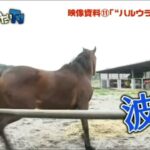 ハルウララの末路、初めて知ったんやがガチで可哀想すぎて泣いた・・・・。