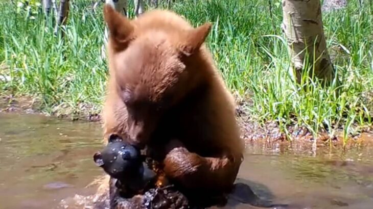 孤児の子グマにお友達ができた、拾ったクマのおもちゃと一緒に水浴びしている姿がとらえられる