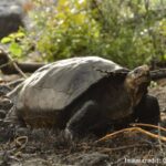 絶滅したと思われていたガラパゴスゾウガメの生存を確認。火山島でひっそり生きていた