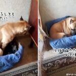 子猫は私が温める！母猫を差し置いて子猫たちの母親代わりになろうとする犬