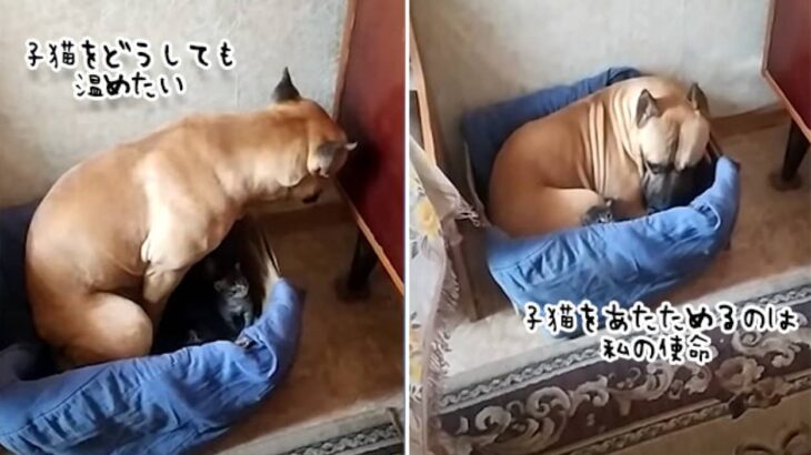 子猫は私が温める！母猫を差し置いて子猫たちの母親代わりになろうとする犬