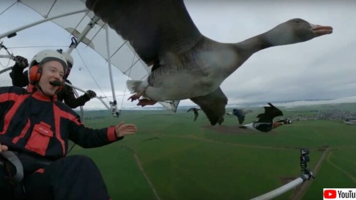 渡り鳥と一緒に空を飛び、安全な経路を指南する男性