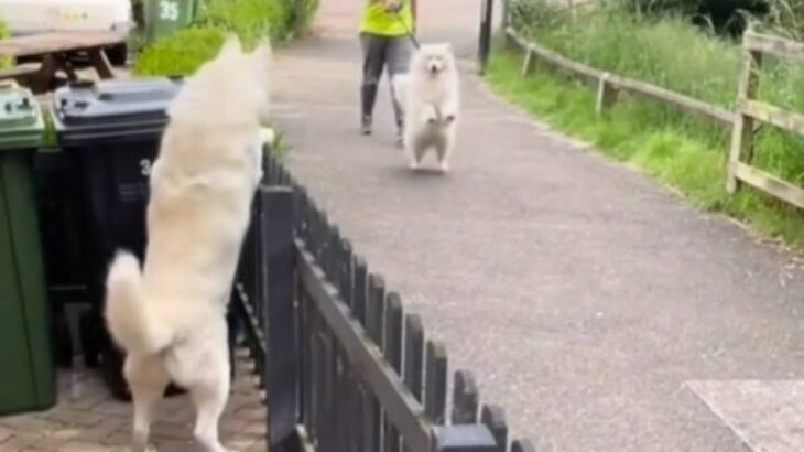 愛犬たちはソウルメイト？「前世からの約束だった！」出会った瞬間、ハスキーとサモエドの心は一つになった