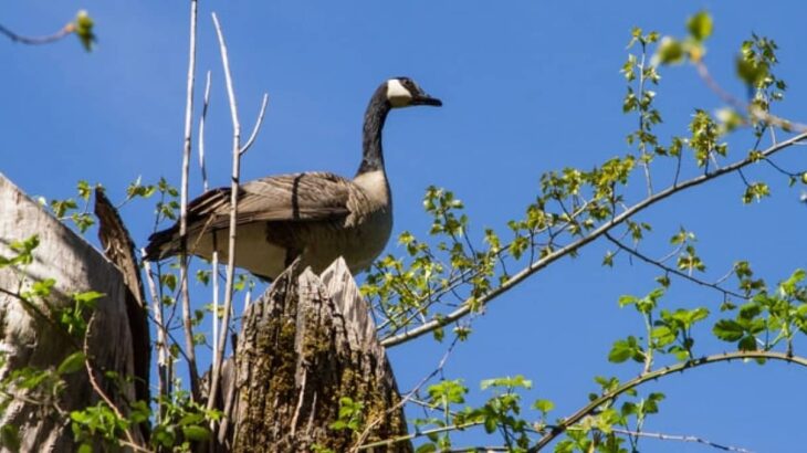 伴侶を失ったカナダガン、数週間同じ場所で探し続ける姿が目撃される