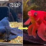 ペットショップで死にかけの黒い金魚を購入。健康と赤色を取り戻すまでの物語