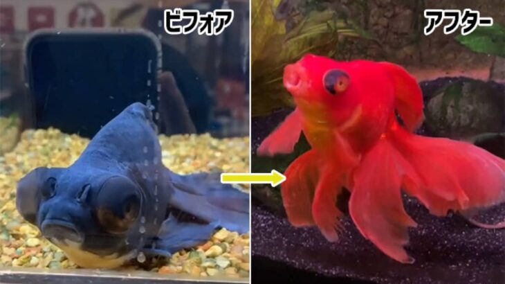 ペットショップで死にかけの黒い金魚を購入。健康と赤色を取り戻すまでの物語