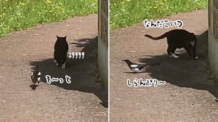 何目的？どこまでも猫を付けまわすストーカー鳥