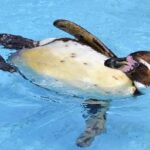 【画像】水族館に来た女さん、ペンギンのケツの穴を嗅がされ無事死亡…！！