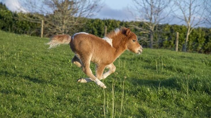 私だって追いかけられたい。ミニチュアホースの赤ちゃんに首ったけの飼い主