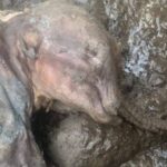 永久凍土からミイラ化したマンモスの赤ちゃんを発見。ほぼ完全な保存状態