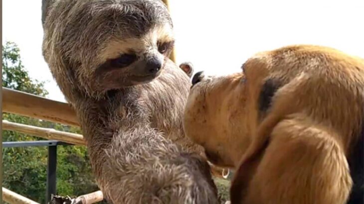 ナマケモノにペースを合わせてゆるふんわりと友達になった犬