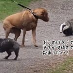 恐れを知らないアナグマ、犬を追い立てながら我が道を行く