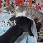 出産したばかりの母猫と子猫たちをねぎらうダックスフント