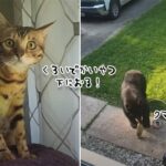 「なんなん？あの黒いのなんなん？」はじめて熊を見た時の猫のドラマチックな反応