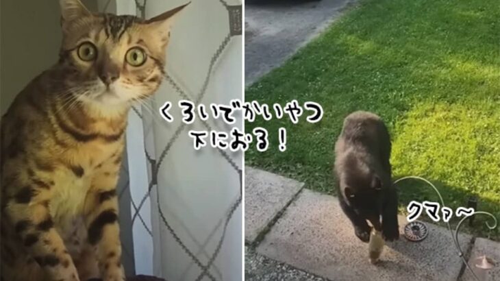 「なんなん？あの黒いのなんなん？」はじめて熊を見た時の猫のドラマチックな反応