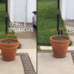 かくれんぼで飼い主の目をくらまそうとする犬。窓を開けると姿を隠し、閉めると植木鉢の後ろから顔をだす